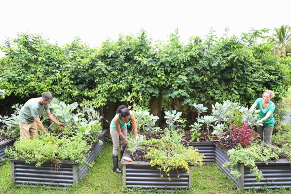 Neighborhood Garden Service